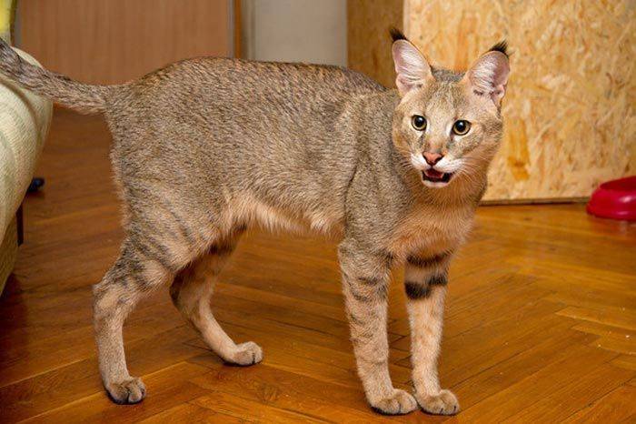 Кошки породы чаузи