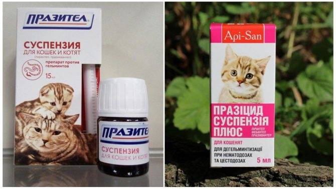 Таблетки от глистов для кошек - обзор эффективных антигельминтных препаратов широкого спектра