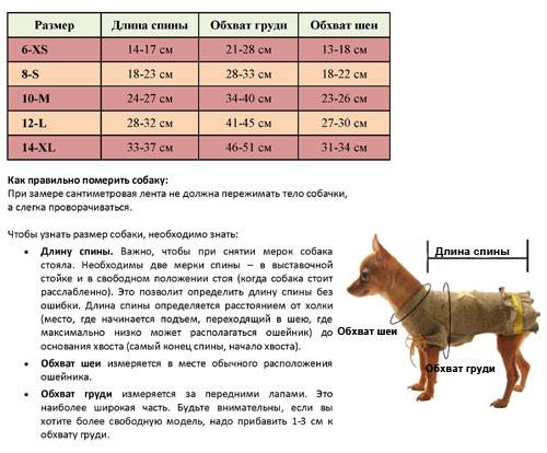 Самые лучшие собаки для детей и семьи – активные, добрые, игривые и другие породы