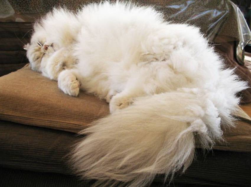 Самые красивые кошки