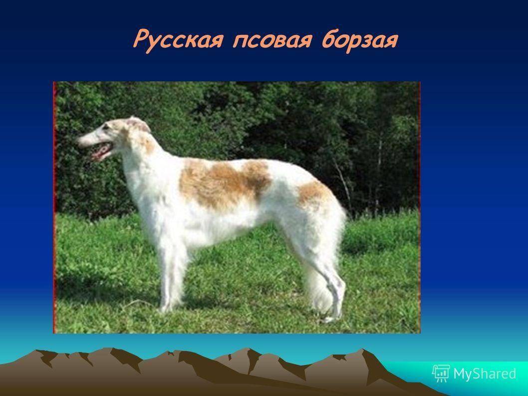Топ-15 – гончие собаки: лучшие помощники в охоте