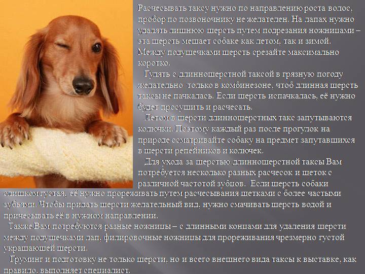 Характер у собаки – воспитание, выбор породы, советы