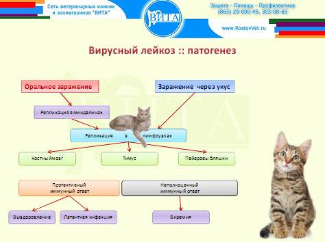 Вирус иммунодефицита у кошек передается ли собакам