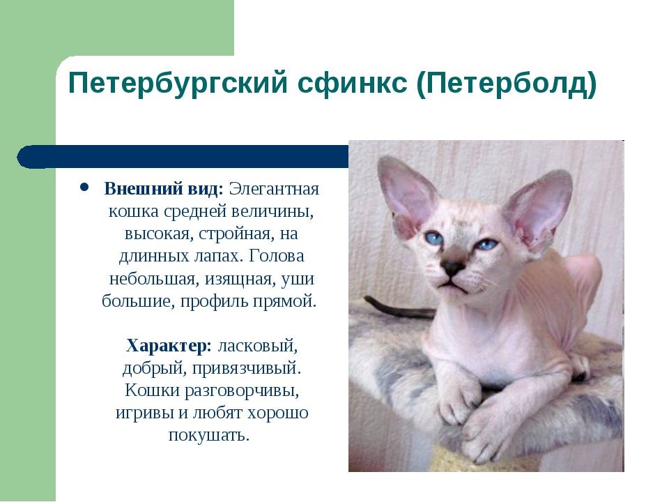 Шартрез кошка (фото): любимица французской знати