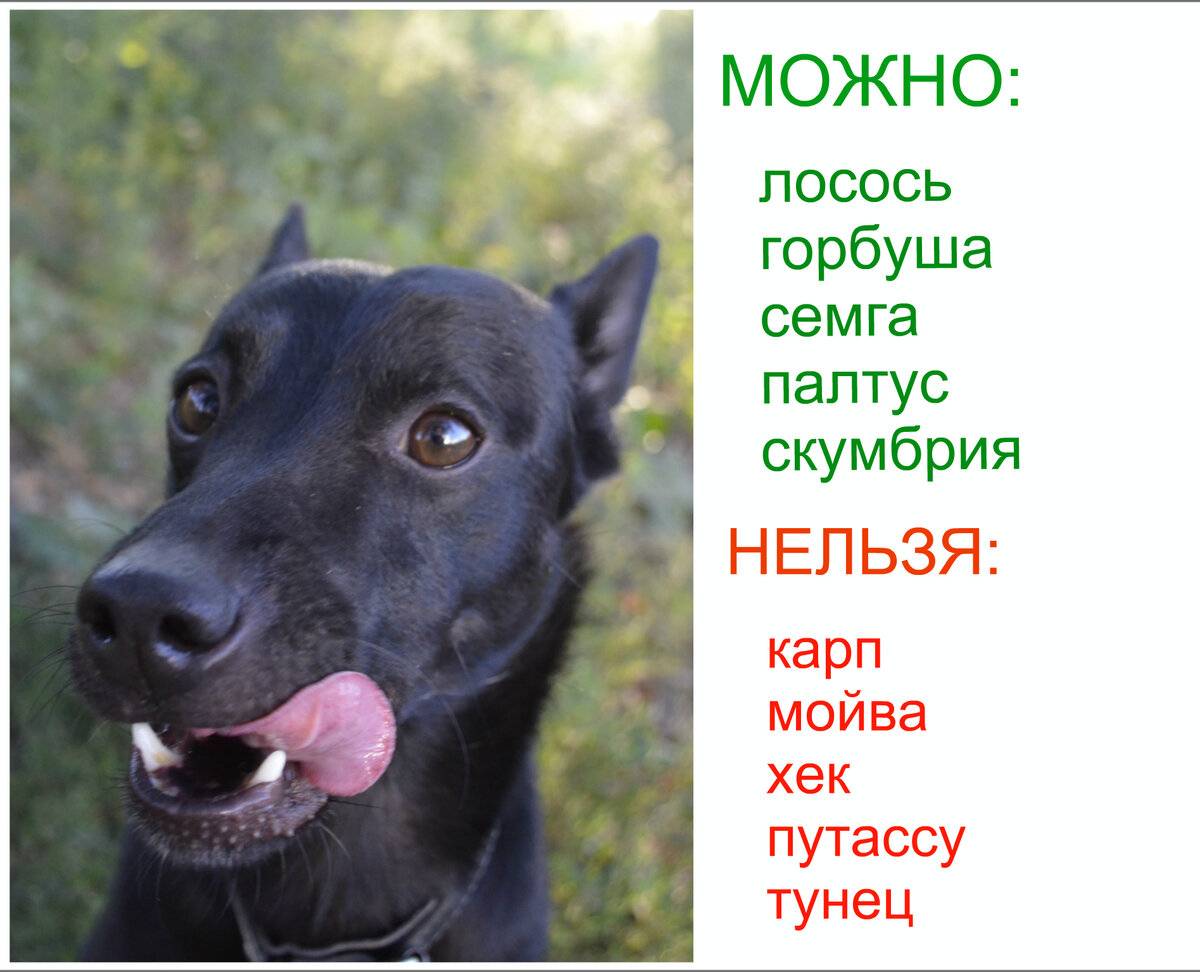 Можно ли собакам рыбу, морепродукты