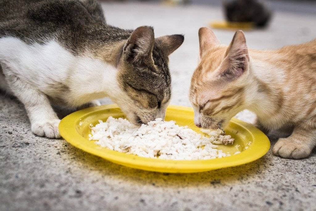 Можно ли кошкам есть рыбу