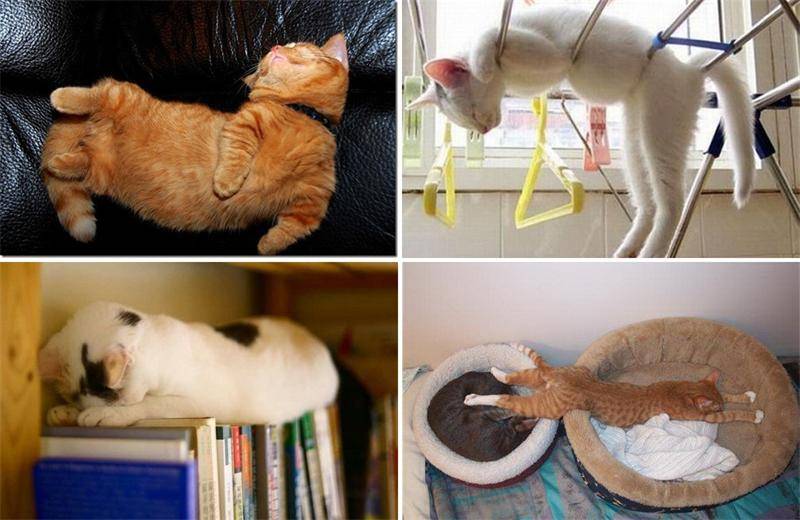 Почему кошки много спят: особенности кошачьего сна и его нарушения