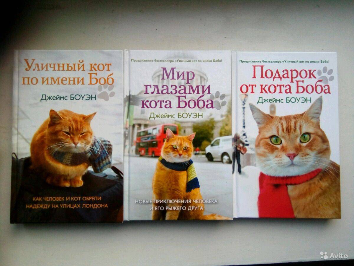 Что лучше кот или кошка в квартире? | в чем разница