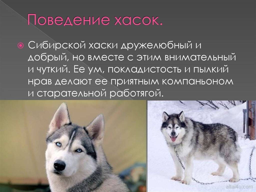 Как называются метисы хаски и шпицев: внешний вид и особенности гибридов