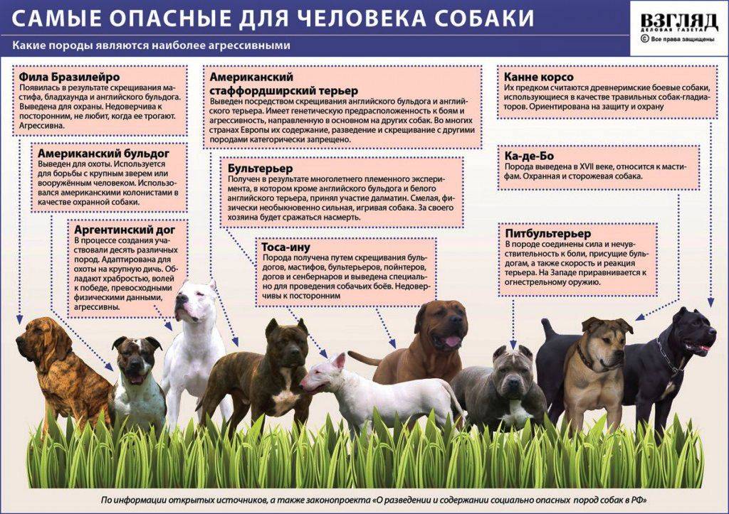 Порода собак для начинающих собаководов: какую лучше завести
