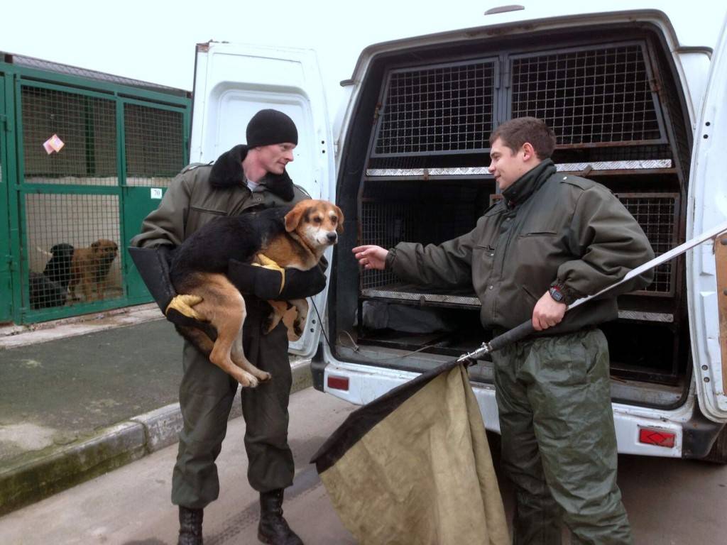 Отлов собак: кого можно вызвать от бродячих псов