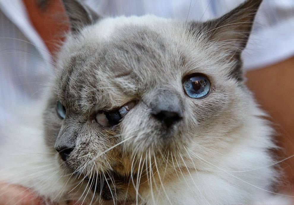 Уродливый кот: примеры самых некрасивых пород