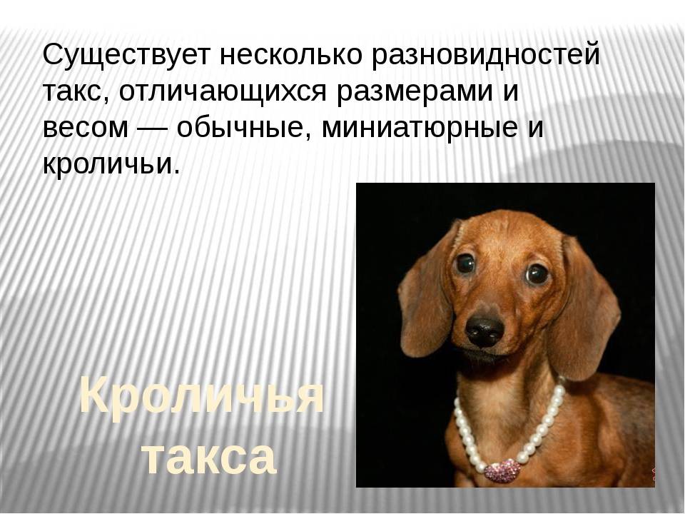 Такса характер, описание породы, плюсы и минусы