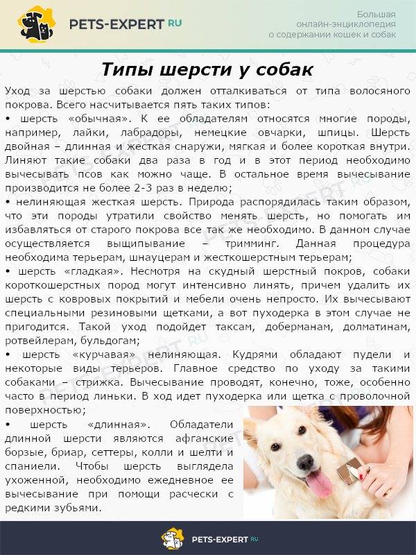 У собаки выпадает шерсть. что делать и как лечить заболевание?