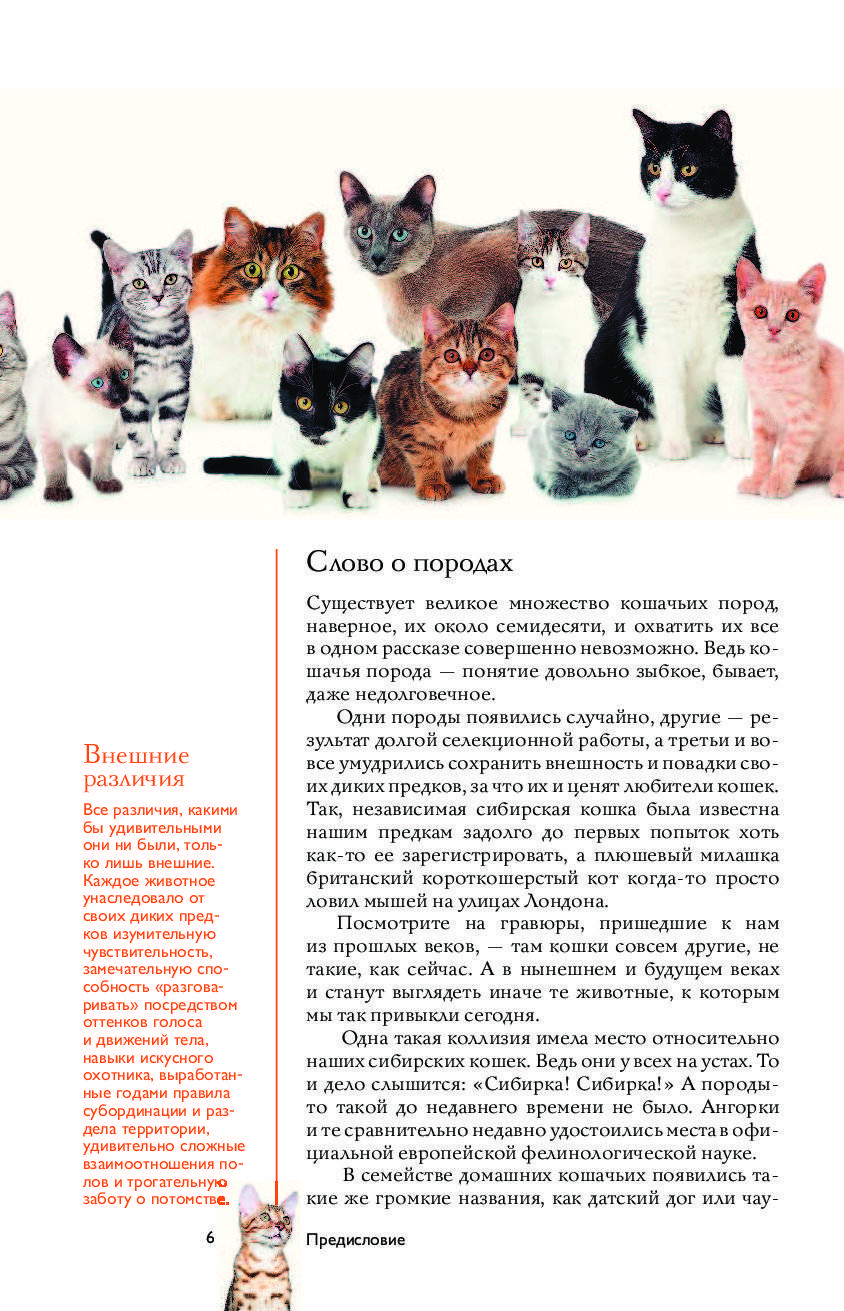 Советы, статьи и интересные факты о кошках