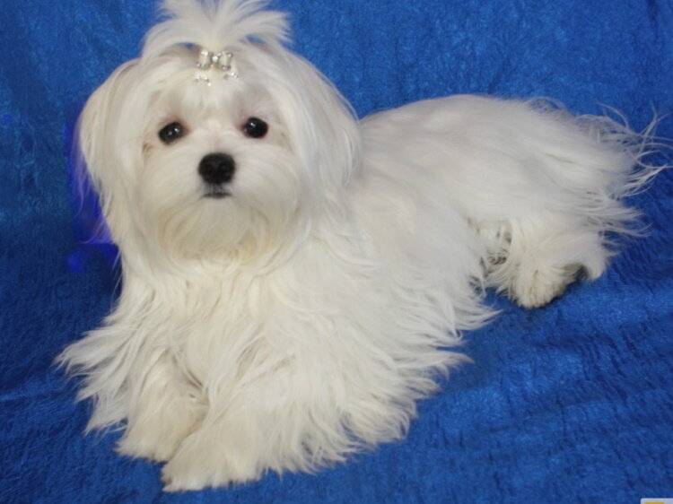 Собаки, которые не линяют