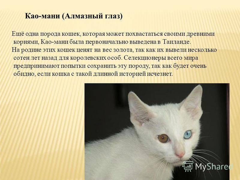 Кошка као мани: 33 фото, описание, окрас, характер, стандарт породы