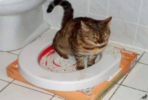 У кота понос с кровью – причины и лечение в домашних условиях, в клинике