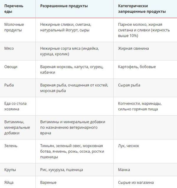 Чем кормить кормящую кошку – правильное питание, рекомендации