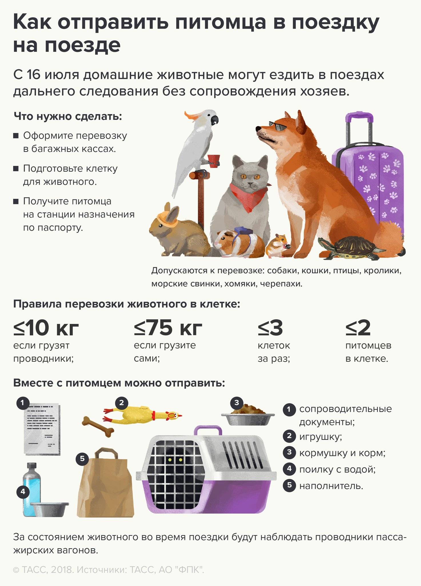 Как перевезти кота в поезде: подробная инструкция, правила и советы