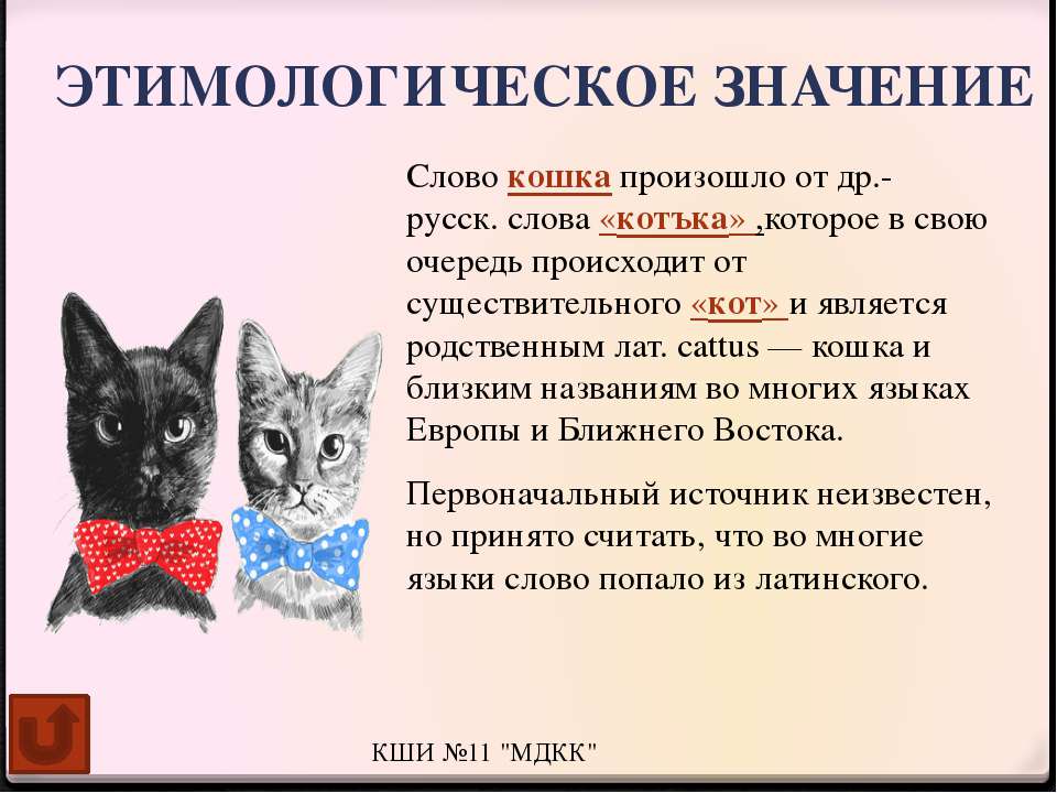 Полосатый кот: примеры пород и окраски