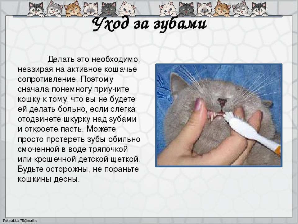 Кошка сильно линяет? причины и рекомендации