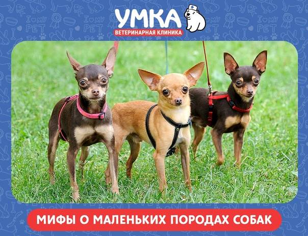 Топ 10 мифов о маленьких породах собак, которые необходимо развеять