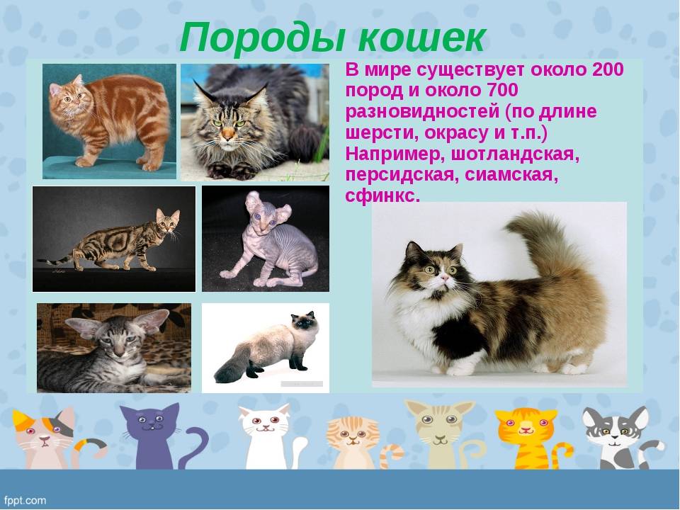Самые красивые породы кошек - фото с названиями, описания пород