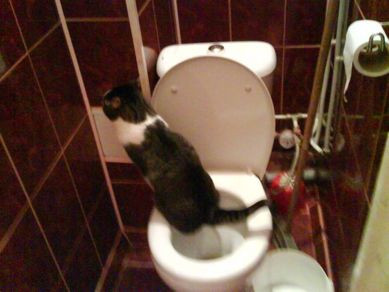 Как можно дома помочь коту при запоре: что дать питомцу для выздоровления