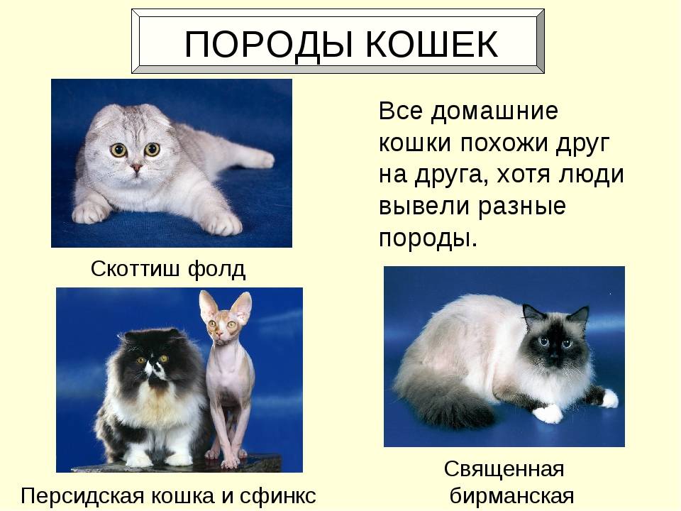 Как определить породу кошки - энциклопедия про кошек и собак