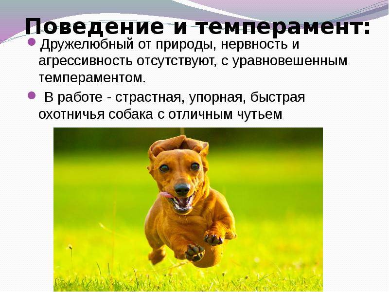 Верный друг человека такса, способный стать прекрасной ищейкой