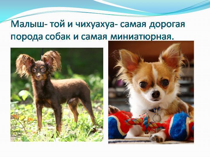Характер собаки