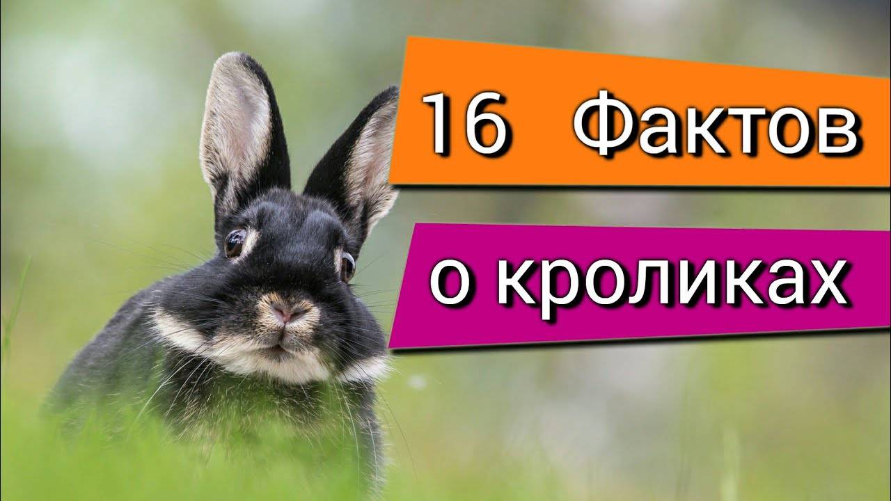 Сообщение о кролике – описание животного, виды и среда обитания