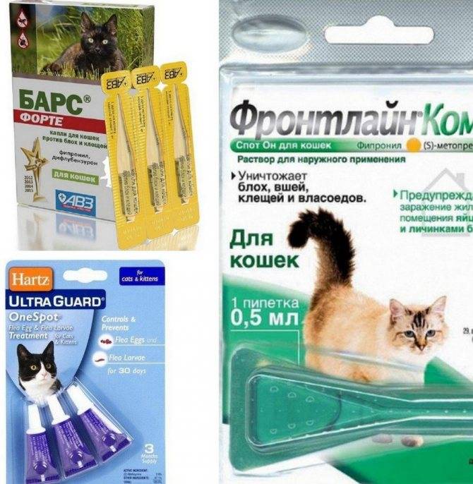 Капли на холку от глистов для кошек – самый простой и безопасный способ избавления от паразитов