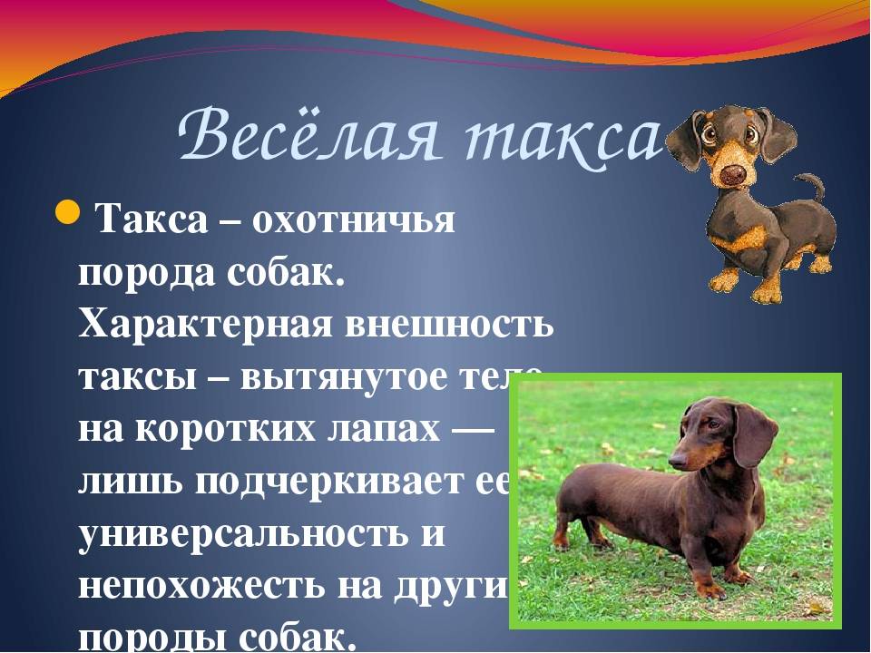 Такса: все о породе, разновидности, виды, характеристика породы, стандартная, гладкошерстная, как выглядит