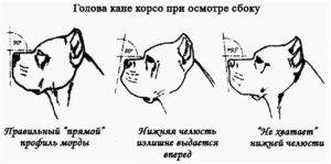 Кане корсо: описание породы, характеристика, уход и содержание, кормление, щенки, стандарты