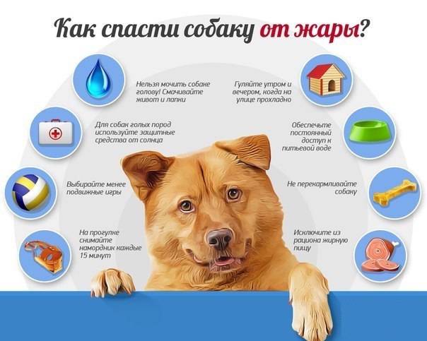 Той-терьер: уход и содержание собаки, как ухаживать за русским питомцем, когда происходит смена зубов и какие необходимы прививки