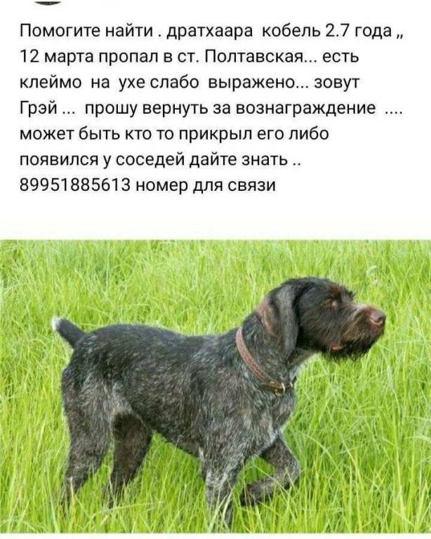 Курцхаар