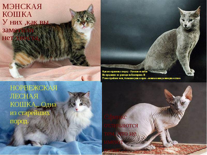 Эти разные и прекрасные кошки: классификация пород, фото, отзывы
