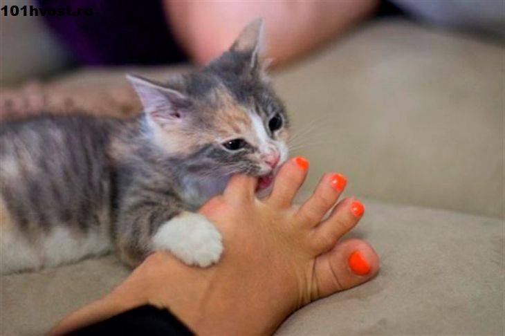 Что же делать, если котенок кусается: отучиваем быстро!