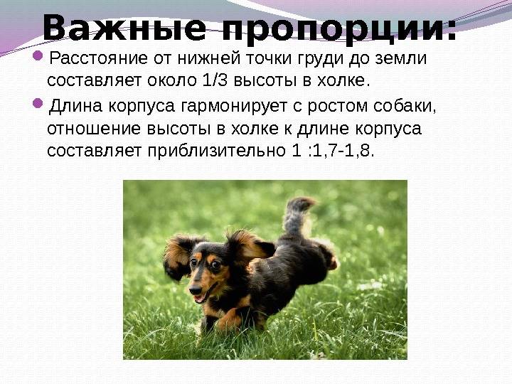 Такса — отважная крошка. описание породы собак