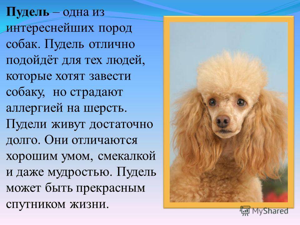 Пудель – особенности и разновидности породы: внешний вид, поведение, содержание и уход в домашних условиях