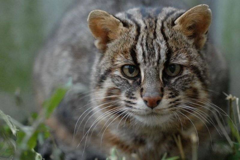 Амурский лесной кот – совершенное создание, подвид бенгальской кошки